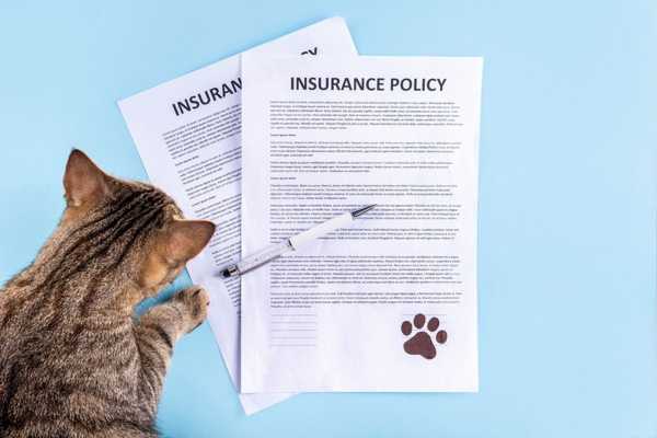 ペット保険選び完全ガイド｜後悔しないためのおすすめブランドと選択ポイント