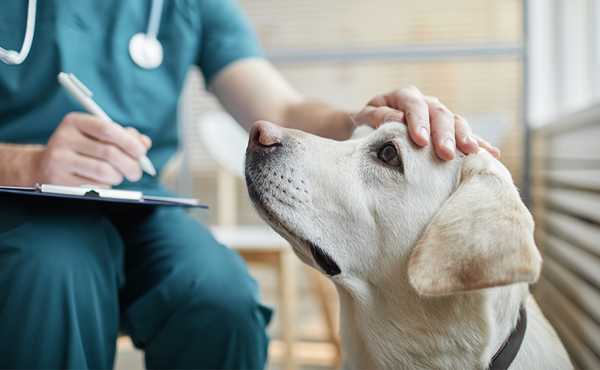 ペットのための動物病院ガイド：安心して通える病院の選び方